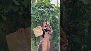 DIY Nesting Pad For Chickens Made From Luffa! #gardening #backyardhomestead #backyardchickens