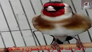 لغة خاصة ورائعة لتسميع الحسون( بدون أخطاء)