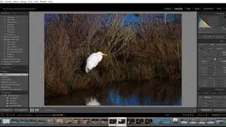 November 2017 Lightroom post processing of the egret photo