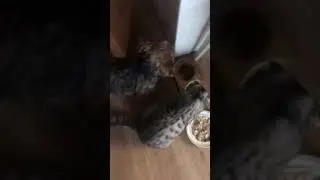 Кот шотландский вислоухий и йорк