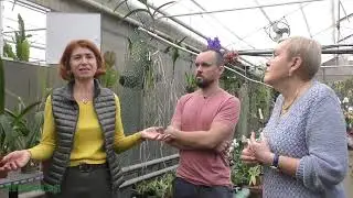 Орхидея Максиллярия (Maxillaria)