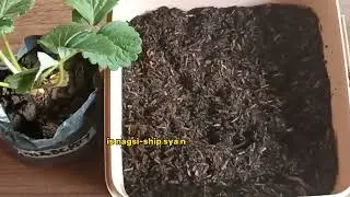 Replotting strawberry plant 🍓Iwasan nyong gawin ito para di mabulok