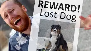 Lost Dog