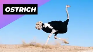 Ostrich 🦃 One Of The Tallest Animals In The World 