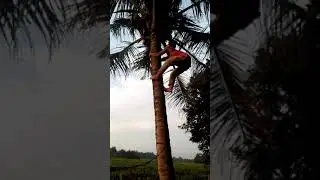 panjat pohon kelapa super cepat