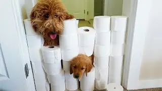 Puppy VS. Toilet Paper Wall! Dog Challenge