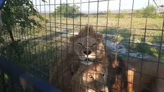 Двое из ларца одинаковых с лица Зевс и Алекс🦁🦁❤ Июнь.