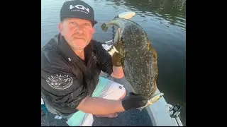 MASSIVE DUSKY FLATHEAD