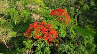 Aerial view of the Tea garden @DJI #Tiphook Division #Amgoorie Tea Garden