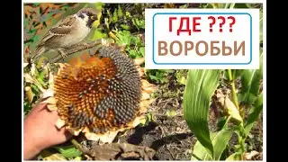 Почему ВОРОБЬИ НЕ КЛЮЮТ ПОДСОЛНУХИ