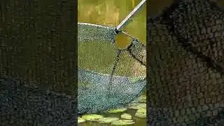 Долгожданная минута #рыбалка
