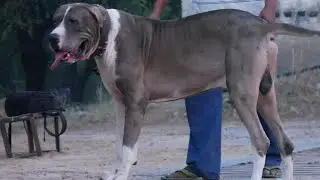 Pakistani Bully Male Puppy for Sale|King Malanga X King Sharu|Delivery Available All India