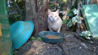 Gattorosa, un nuovo gatto viene a trovarmi