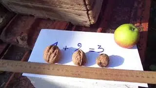 Грецкий орех из семян выращивать НЕЛЬЗЯ!