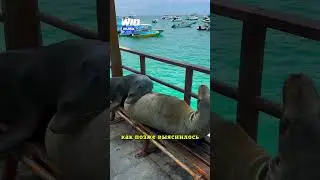 Спящие милые котики 🥹😇