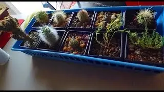 Попугай Гриша мешает съёмке.  Коллекция кактусов / Gregory The Parrot. Collection of cacti