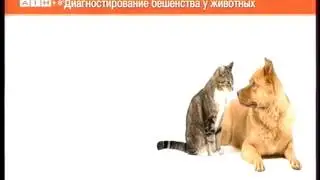 41 канал 19 04 17 19 00 Бешенство
