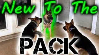 Introducing a new dog to your pack