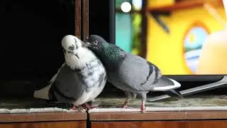 Любовь голубя Малыша и голубки Киры