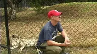 Cheetah Breeding; My Dream Job