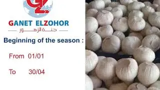 Fresh Garlic