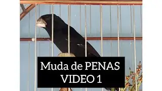 MUDA DE PENAS VÍDEO 01