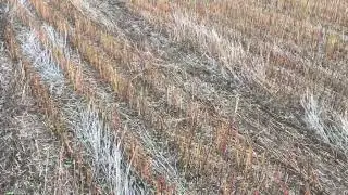 Очікування посівної