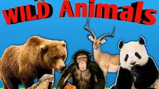 Wild Animals || Learn Animals Names || Cute Little Animal
