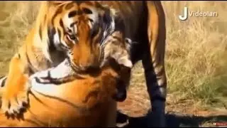야생 동물 공격 (호랑이대호랑이)