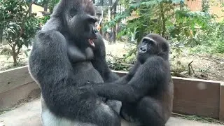 ('19/8/31)久々！父と息子の力比べ⭐️ゴリラ【京都市動物園】father gorilla  momotaro playing with son