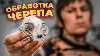 Как обработать череп? | Нужно сделать подставку для трофея