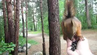 Белочка