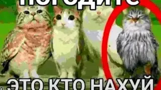 Эпический к̶о̶р̶о̶б̶к̶а̶ Коробас на острове растений