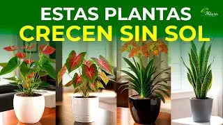 10 Perfect Plants for Low-Light Environments | Easy to Care for