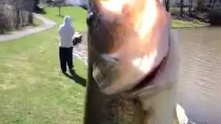 5 lbs+ bass