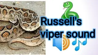 Russell's viper sound।
