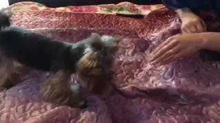 Йорк поёт