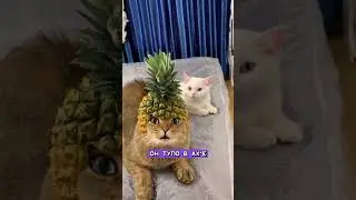 Ананасовый король! #коткороль #коронациякота #pivonews