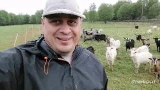 Козы уделывают борщевик. От начала до конца.