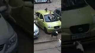 Кошку на крыше автомобиля окружили собаки