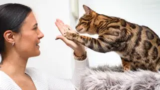 Drei Katzen kommen groß raus