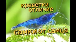 Аквариумные креветки отличие самки от самца