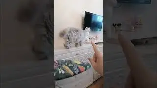 Котик из приюта и Домашний кот-ОТЛИЧИЯ