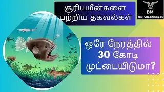 சூரியமீன்கள் 🐟 ஒரே நேரத்தில் 30 கோடி முட்டையிடுமா? | BMNatureNuggets #ocean #sunfish #tamilfacts