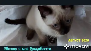 3 месяца котенку,тайский,  старосиамский.