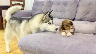 Husky Meets Adorable Puppy For The First Time [THE CUTEST VIDEO EVER!]