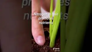 Is Hair Helps Plants to Grow ?