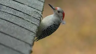 Cute neighbor visiting my office window