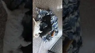Щенки лаготто