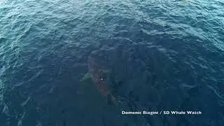 Mako Shark vs Harbor Seal